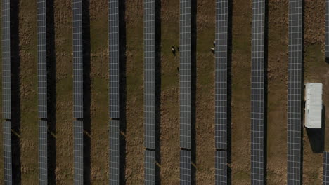 Birds-eye-descending-footage-of-animals-grazing-between-rows-of-solar-cells.-Green-energy,-ecology-and-carbon-footprint-reduction-concept