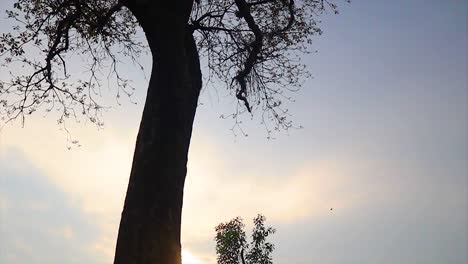 a tree in silhouette with birds flying in the background