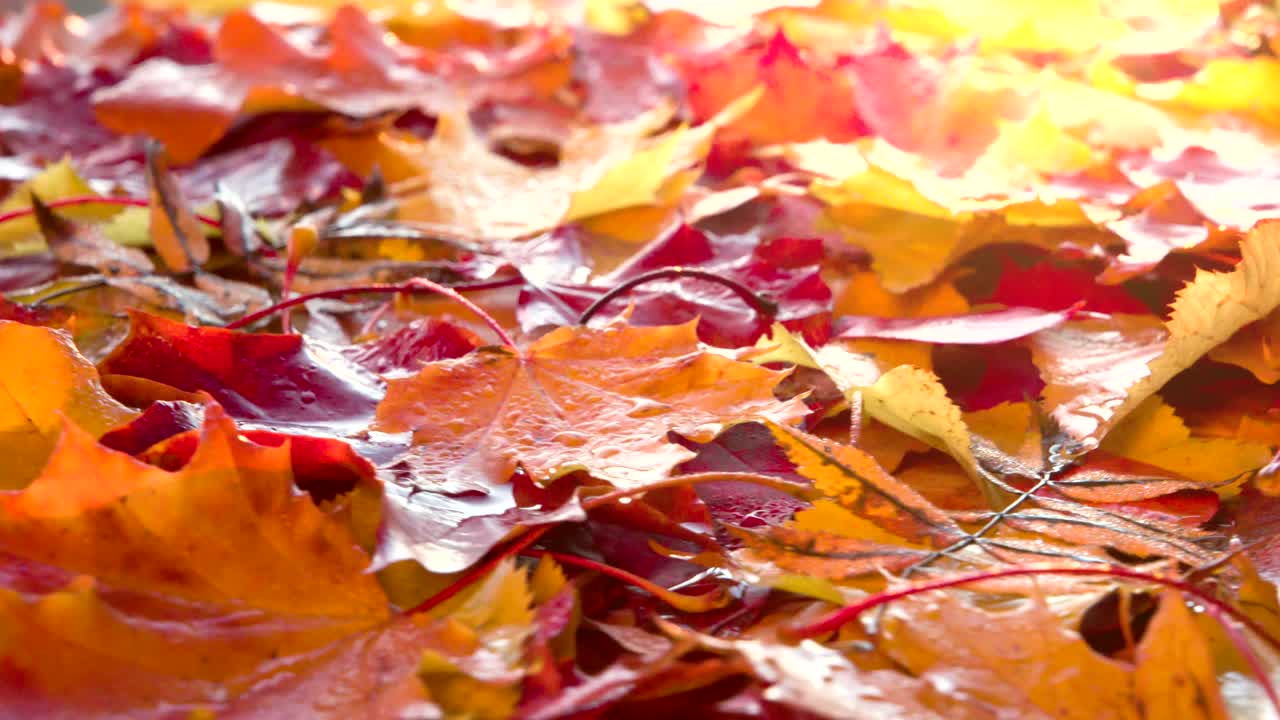 hermosos colores de otoño