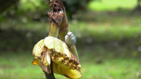 a cute blue gray tanager , feeding on rotting bananas