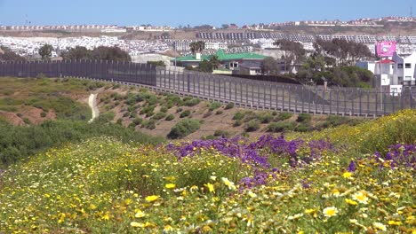 wildflowers grow in front of the border wall between san diego and tijuana