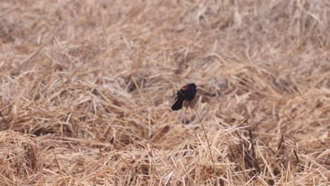 un pájaro negro de alas rojas se balancea en una sola hebra de hierba seca cerca de un estanque de invierno en el norte de colorado