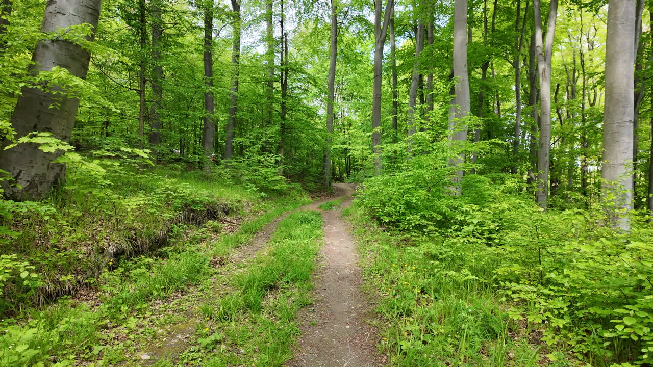 Passeggiata nella foresta in primavera.