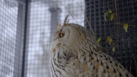 siberian eagle owl in cage at zoo