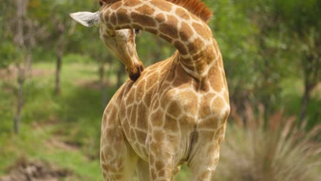 giraffe finishes grooming itself, keeps licking mouth, faces camera