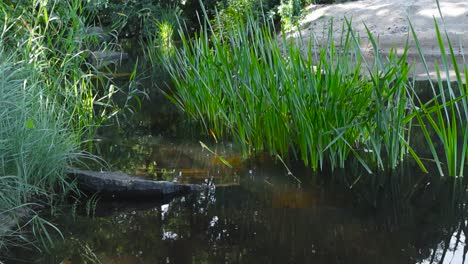 un pequeño río marrón rural y estrecho en el medio de un bosque, árboles y plantas que tiene una costa arenosa en un lado