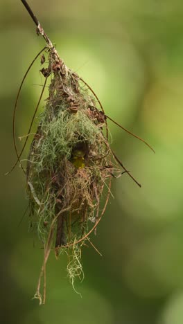 Braunkehl-Nektarvogelbaby,-Das-Aus-Dem-Nest-Heraus-Schaut