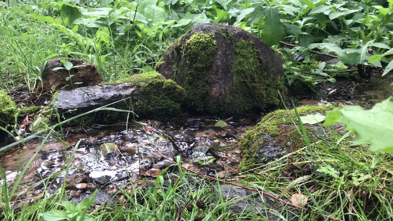 bosque bien mantenido manantial. desde el suelo hay un arroyo de agua limpia maravillosa..mov