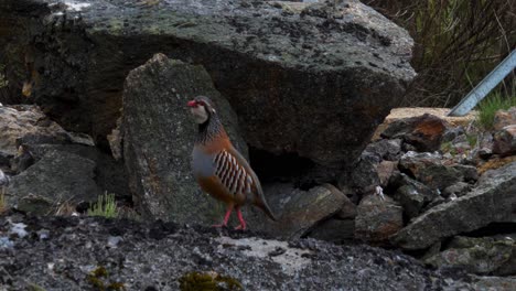 Partridge-pecks-and-bobs-head-as-it-walks-around-on-rocky-broken-concrete