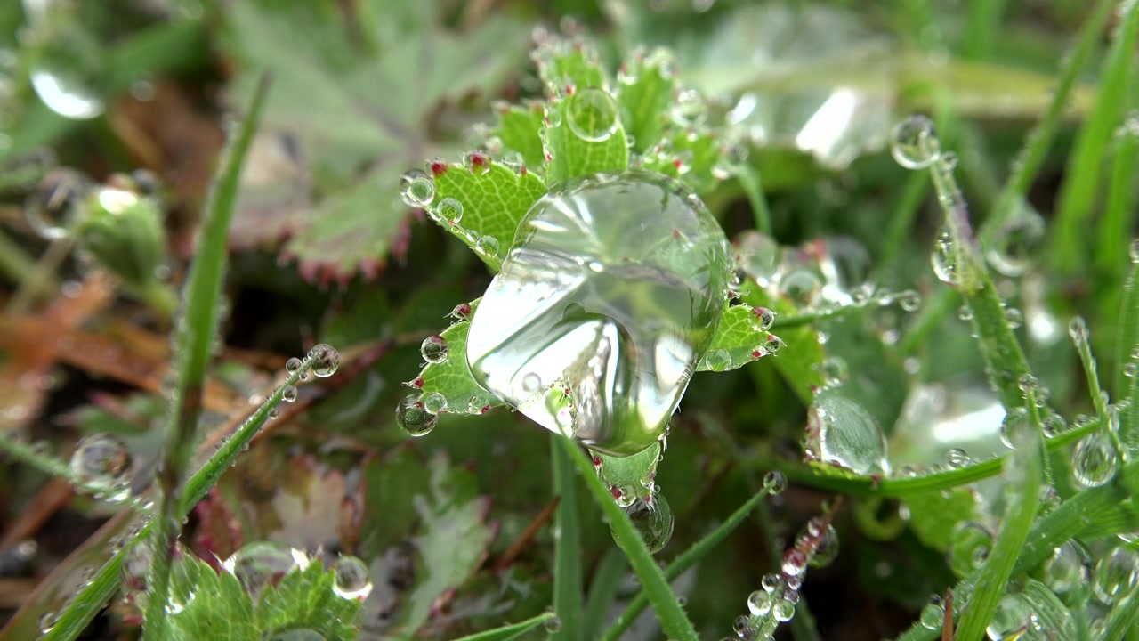 Großer Regentropfen ruht auf einem grünen Blatt im Garten