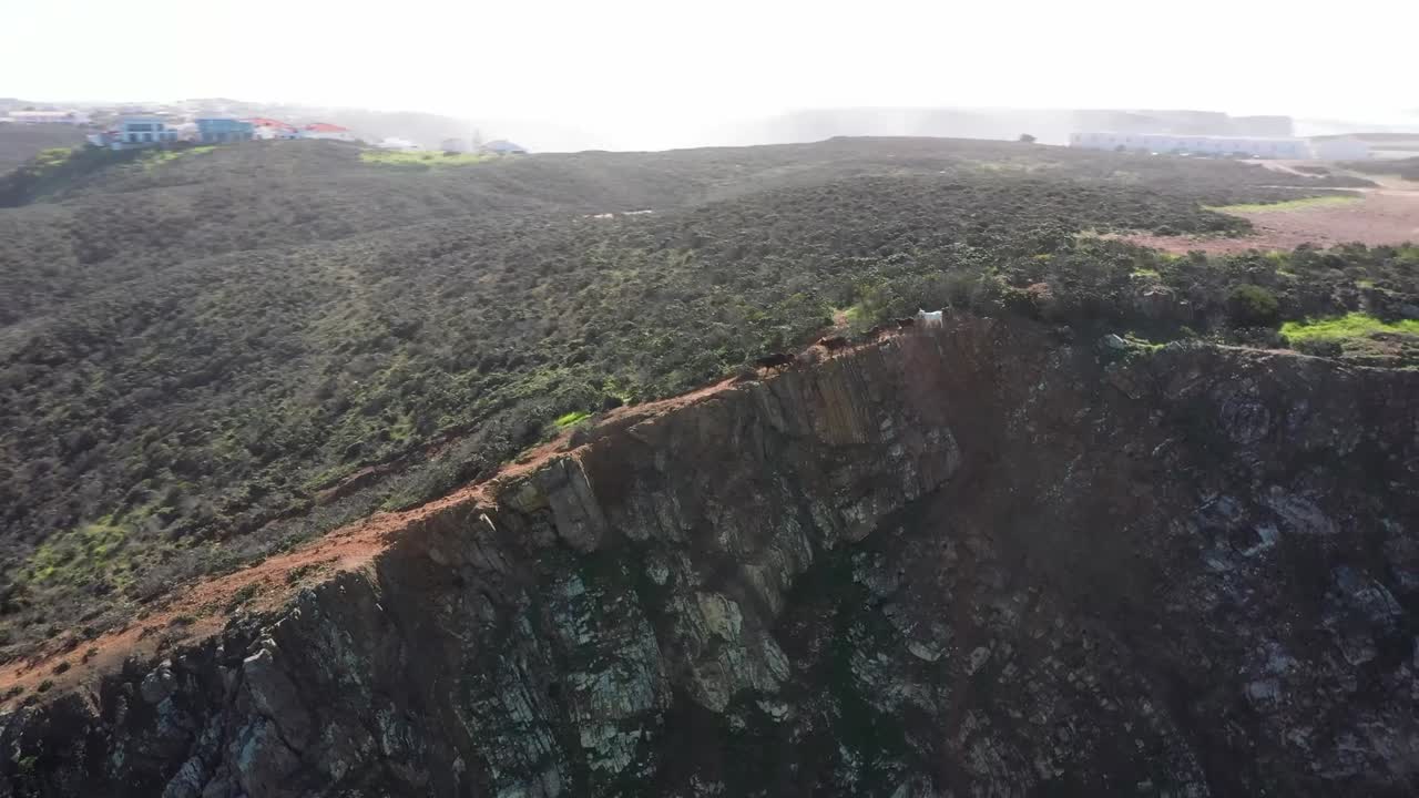 Cabras selvagens a percorrer as falésias, Portugal