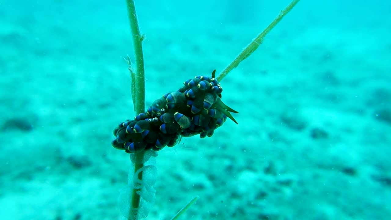 성인 trinchesia yamasui nudibranch는 해초 줄기에 알을 낳습니다.