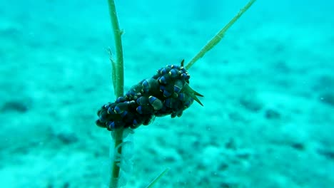 ausgewachsene trinchesia yamasui nacktschnecke legt eierkette auf seegrasstiel