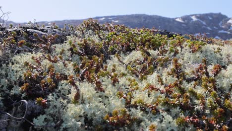 arctic tundra lichen moss close-up. found primarily in areas of arctic tundra, alpine tundra, it is extremely cold-hardy. cladonia rangiferina, also known as reindeer cup lichen.