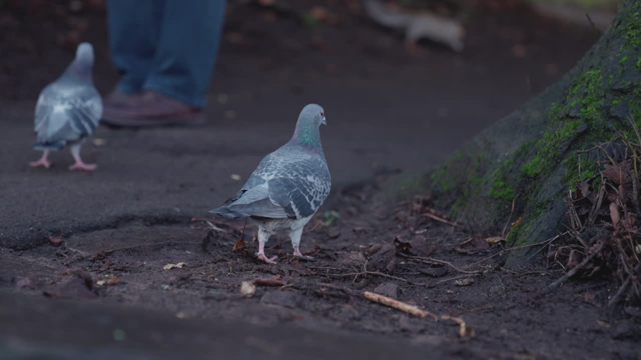 비둘기는 공원에서 걷고 다람쥐는 배경에서 실행되며 배경에서 사람의 발을 볼 수 있습니다.