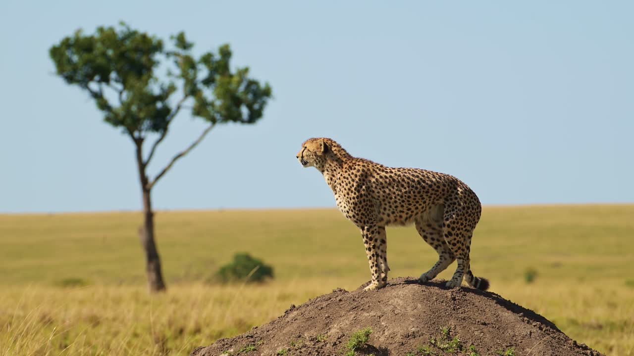 movimiento lento de guepardo en el montículo de termitas cazando y mirando a su alrededor en áfrica, vida silvestre africana animales de safari en masai mara, kenya en masayi mara norte, hermoso retrato increíble de gran gato