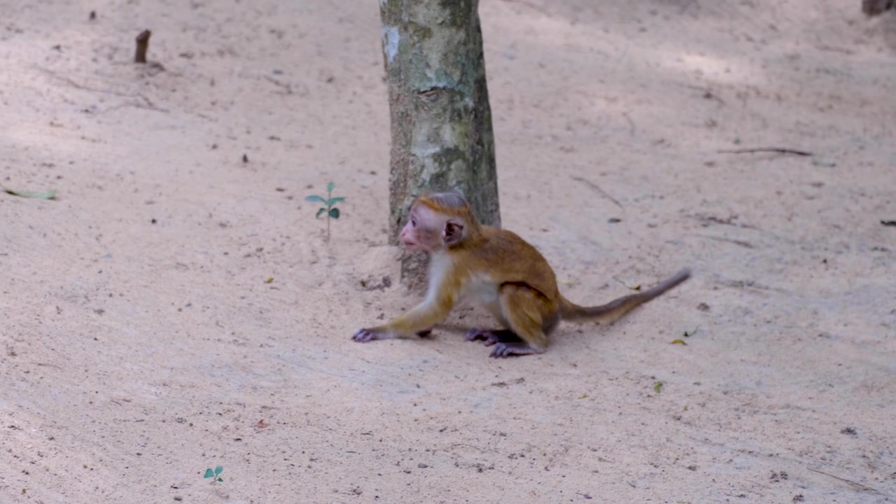 Giovani macachi che giocano a lottare durante un safari naturalistico nel Parco Nazionale di Wilpattu in Sri Lanka.