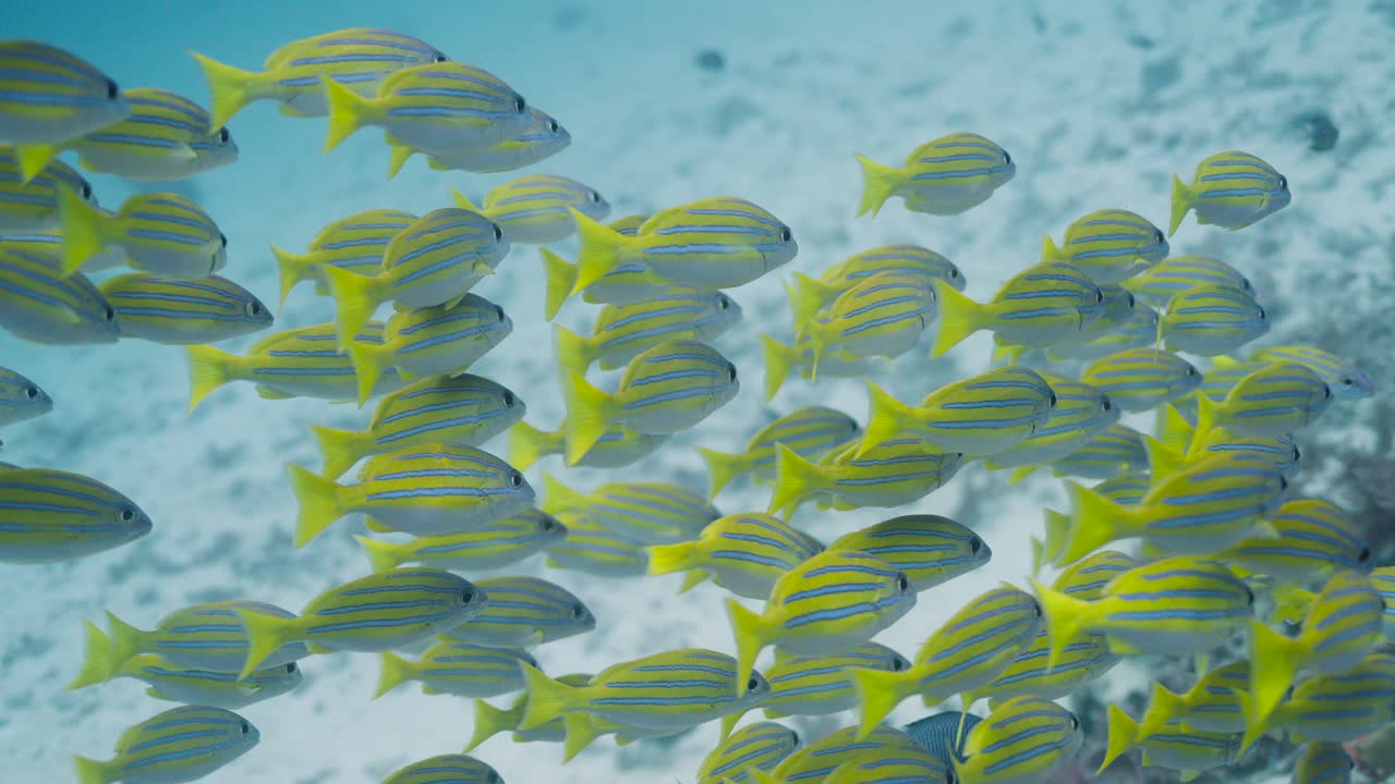 Primo piano subacqueo di un banco di pesci lutiani striati di blu che nuota nelle profondità dell'oceano, evidenziando le loro distinte strisce orizzontali blu e la colorazione gialla.