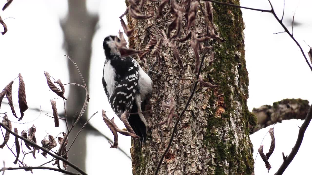 primer plano de un pájaro carpintero blanco y negro picoteando un árbol con nieve cayendo