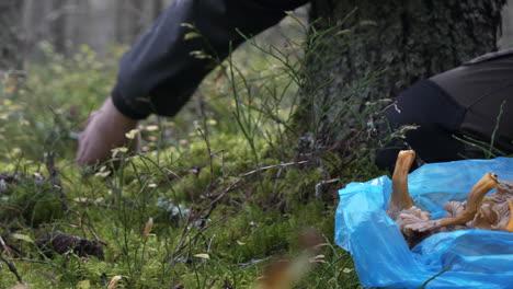 Close-ground-view-of-male-hands-picking-funnel-chanterelles-in-forest