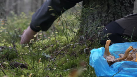 vista cercana del suelo de manos masculinas recogiendo rebozuelos de embudo en el bosque
