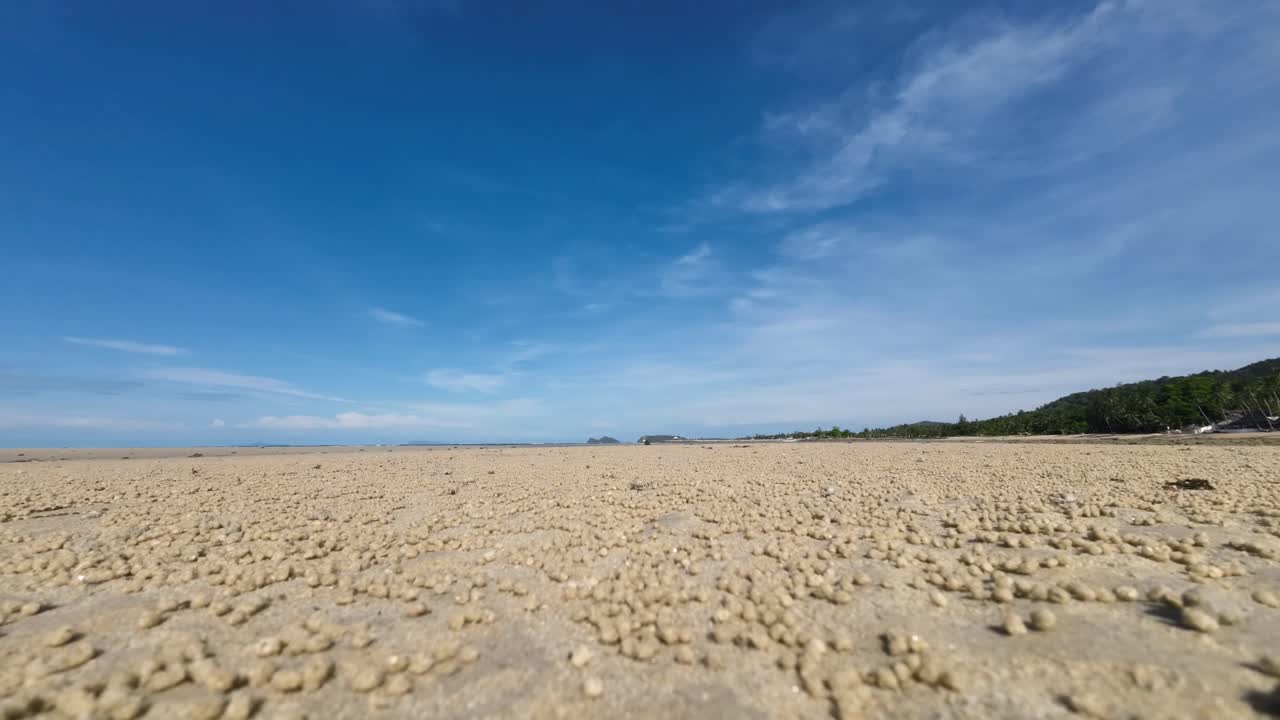 Time lapse showing many sand bubbler crabs on a tropical beach in Koh Phangan forming small round sand pellets during low tide with the shoreline covered in natural crab patterns