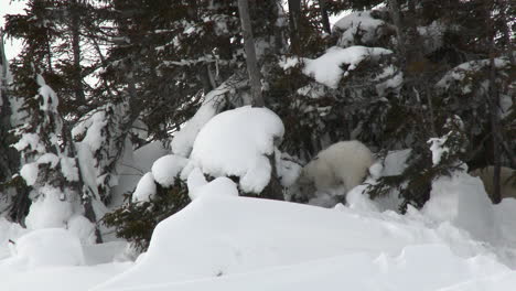 Oso-Polar-Cachorro-De-Tres-Meses-Alrededor-Del-Día-den-Entre-árboles,-En-La-Tundra