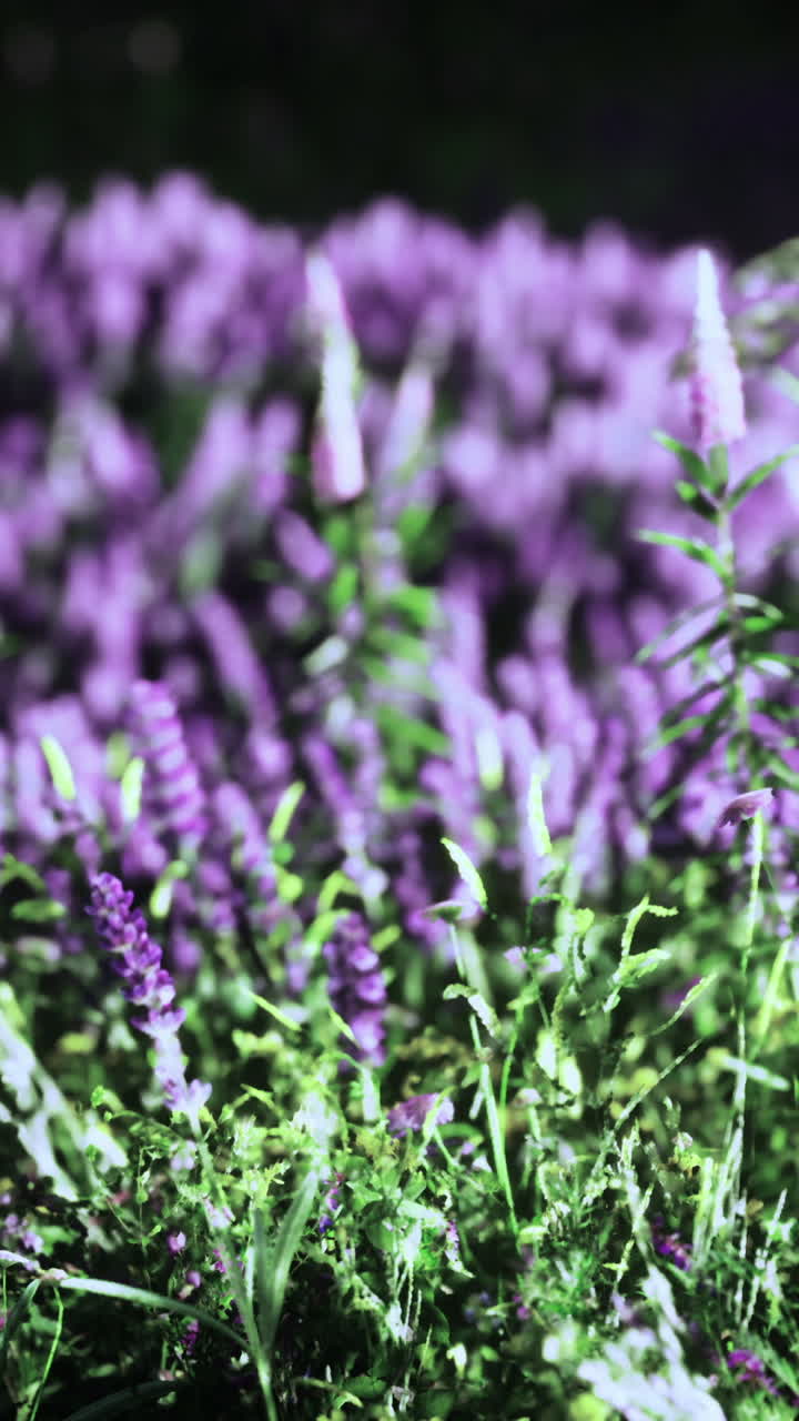 Vibrant purple flowers bloom under the warm sun in a colorful garden oasis