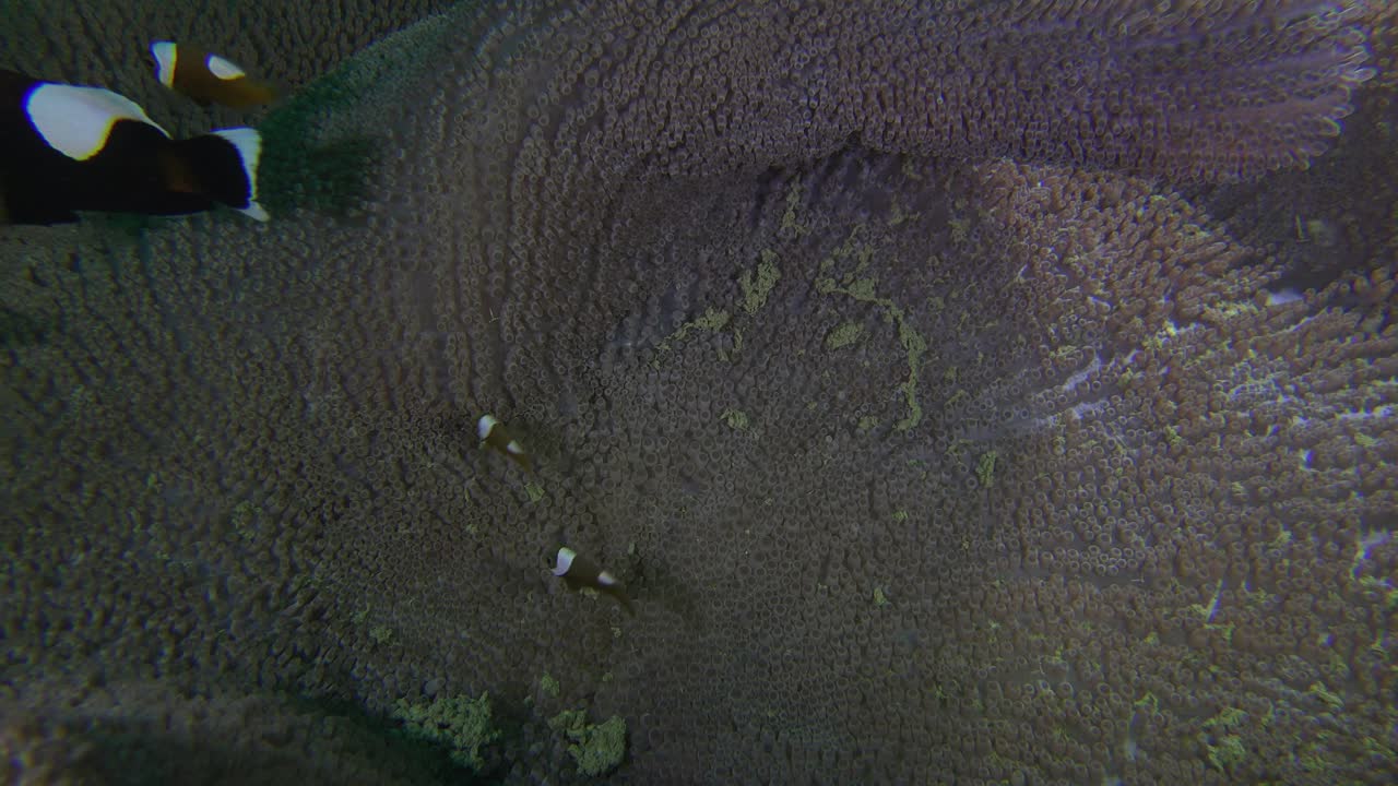 Saddleback Clownfish swimming in open sea anemone, close up shot