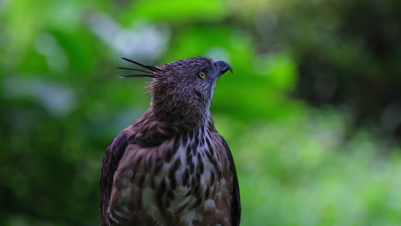 escuchando y mirando hacia su lado izquierdo, curioso por saber qué pasa, pinsker's hawk-eagle nisaetus pinskeri, filipinas