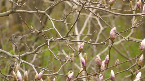 A small bird rests on the branch of a flowering tree in the spring