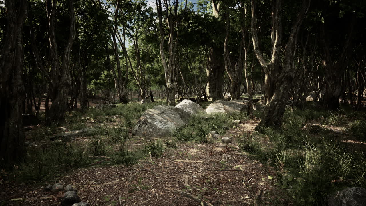 hermoso bosque de verano con diferentes árboles