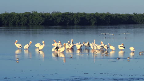 shorebirds in golden light along the wetlands of floridas coast