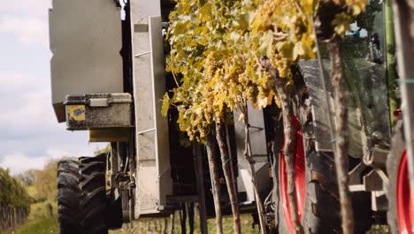 recolector de uva mecánico se extiende a ambos lados de la fila de viñedos mientras cosecha las uvas