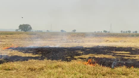 land burning for industrial project or wild fire polluting environment and harming animal habitat in third world country, bangladesh