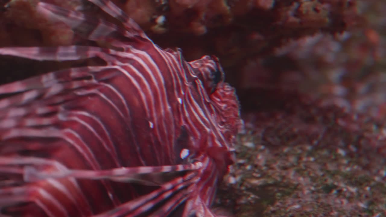 암초에 lionfish, 가까이