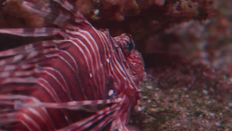 Lionfish-on-a-reef,-Close-Up