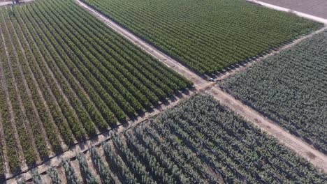 Aerial-drone-footage-of-symmetrical-tree-sapling-orchard-green