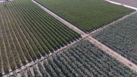 imágenes aéreas de drones de árboles simétricos, árboles pequeños, huertos verdes