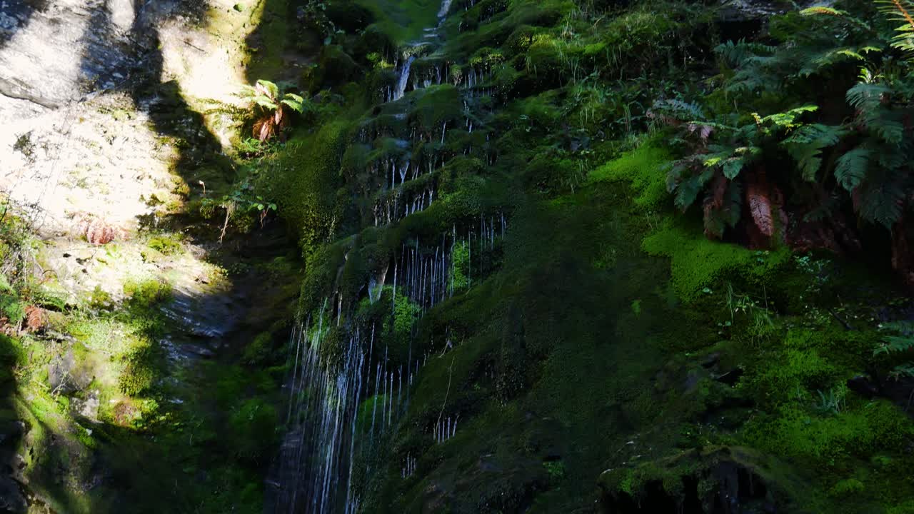 Tilt down shot of mossy exotic small waterfall cascading in dense jungle