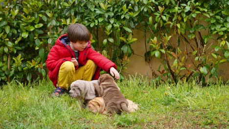 child caress his shar pei puppies in the garden