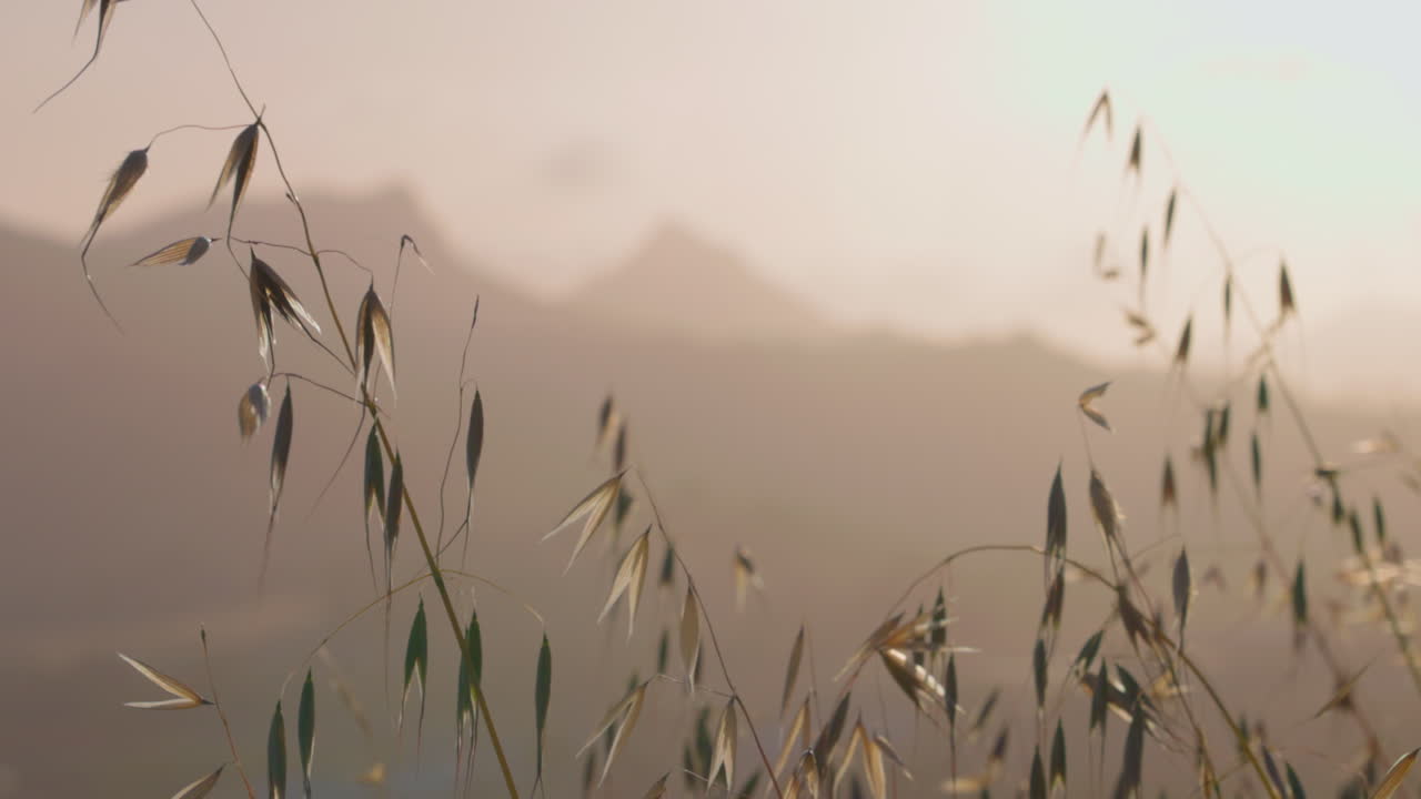 초원 잔디는 해가 지면 산악 지역과 함께 바람에 흔들립니다.