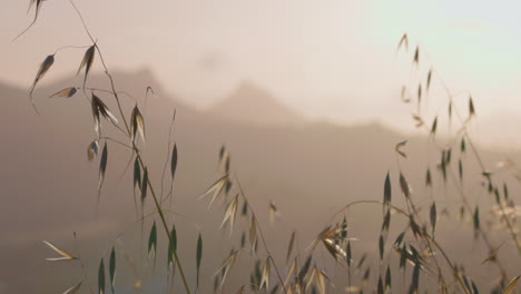 prairie grass sways in the wind at sunset with a mountainous region in the background
