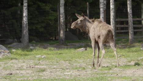 Eurasian-Elk-in-park-pooping,-looks-over-shoulder-to-see-if-anyone's-watching