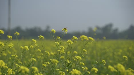 芥末花在广<unk>的田野里开花