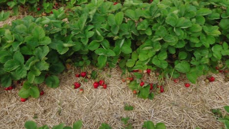 strawberry field straw mat
