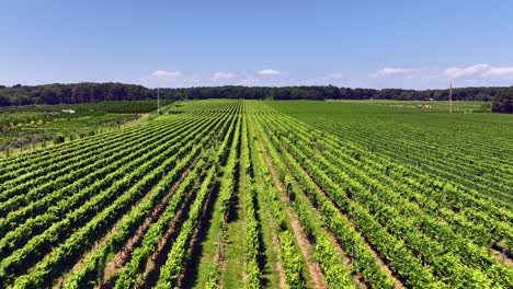 a low altitude, aerial view of a large vineyard in the hamptons, new york on a sunny day