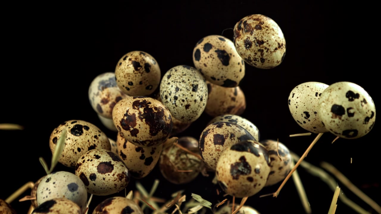 Fresh Quail Eggs Floating Upwards with Straw on Black Background