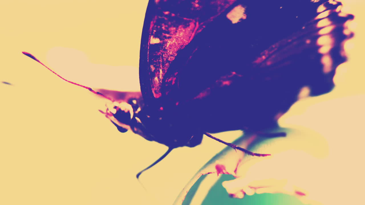 mariposas batiendo sus alas