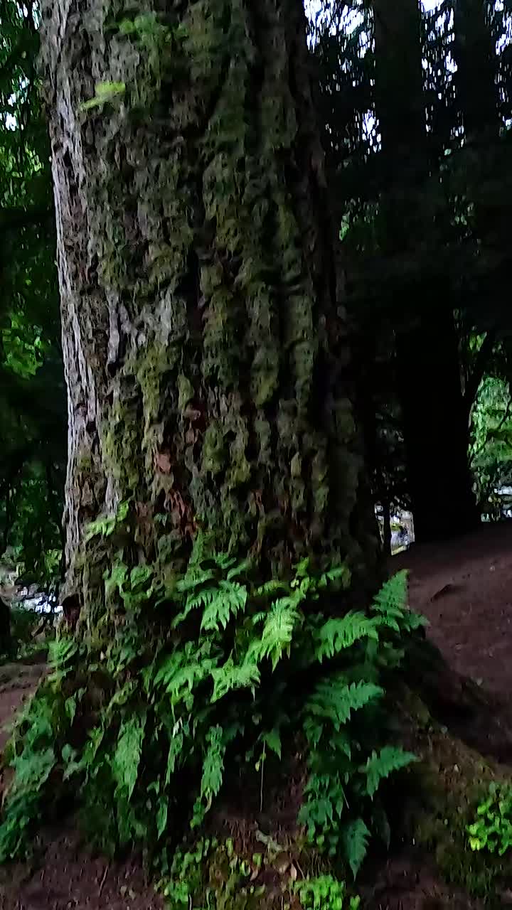 Exploring nature's beauty among towering trees